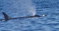 Another grieving orca mom carries dead calf on her nose off Washington state