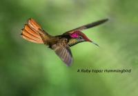 NEW Episode CCCLXXII – 372: The Tiny Messenger of Aruba’s Gardens