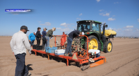 University of Arizona researchers search for new ways to protect lettuce from Fusarium wilt