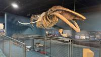 Maine State Museum in Augusta to reopen with new exhibits
