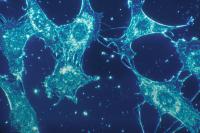 From Cancun to Miami: John Merola and RejuvStem's Move Into Florida's New Stem Cell Market