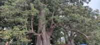 Ghana to launch mapping of baobab population