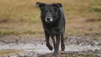 Vets warn of rare fatal disease linked to wet and muddy dog walks
