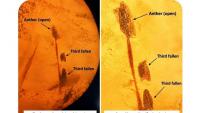 Jordanian Amber: An Anther and a Glimpse of an Ancient Forest