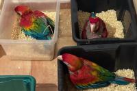 377 exotic animals seized in Italy: the operation once again exposes the risks of illegal wildlife trafficking