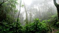 New golden marsupial frog discovered in the cloud forests of Huancavelica, Peru, highlighting the Andean biological richness