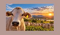 GPS Cattle Tag Combines eSIM, GNSS and IoT News | October 7, 2026 Acceleronix, iBOI and Quectel have introduced a new GPS cattle tag that combines positioning, eSIM connectivity…