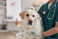 What is Alabama Rot? Vet warns of potentially fatal dog disease - and other canine hazards to look out for this autumn