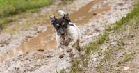 Vet issues disease warning to anyone walking dog on wet and muddy ground
