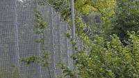 Migrant group pushed 'aggressively' across Latvian border