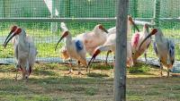 Japan releases 9 crested ibises in wild, 2nd time on main island
