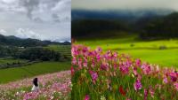 Cosmos Flower Festival Opens In Mizoram's Champhai To Promote Eco-Cultural Tourism; Know Details Here