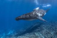 International Whaling Commission rejects push to revive commercial whaling