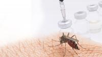 Florida Dengue Outbreak Signals Longer-Term Viral Threat