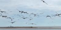 SpaceX Pecan Island launch site raises wildlife, wetland concerns