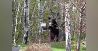 Minnesota DNR talks bear safety following attack in Solway Township