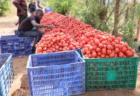 From Subsistence to Market: How CDAT Is Transforming Rwanda’s Smallholder Agriculture