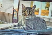The Cat Came Back, He Couldn't Stay Away