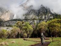 Scientists planted 40,000 Yosemite seedlings—years later, one issue remains
