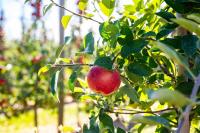 Canada Has a New Apple. Its Story Is Bananas