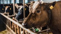 Raids on Overijssel livestock businesses over fraud and cruelty