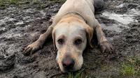 Disease warning to anyone walking their dog on wet and muddy ground