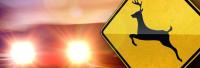 Cooler Weather Means Wildlife On The Move & Near Roadways