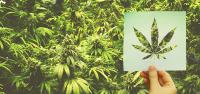 Massachusetts Gov. Speaks Out Against Cannabis Industry Repeal Initiative