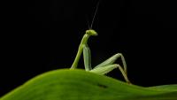 'Sexy Mantis,' obscene orangutan and prancing sparrowhawk feature in 2026 Nikon Comedy Wildlife Awards