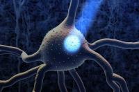 The 2026 Nobel Prize in Physiology Went to a Technique That Lets Scientists Control the Brain With Light