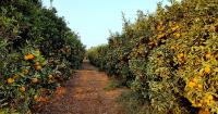 What ongoing citrus crisis can teach Northern Plains farmers