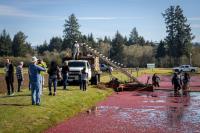 Cranberries truly are flavor of the month at the Long Beach harvest fest