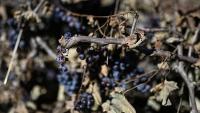 Historic lows expected for French wine harvest after record summer heatwaves