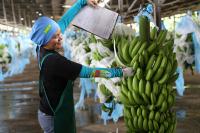 Agricultural exports plunge 26.1% in August