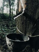 Sri Lanka Plantation Labour Shortage: Tea and Rubber Yield Gap