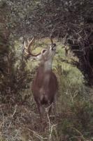 New research on buck scrapes