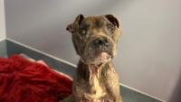 82 dogs get a second chance after Brandywine Valley SPCA team travels to Texas