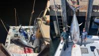 New Hampshire fishermen land massive 1,116-pound bluefin tuna, shatter state record