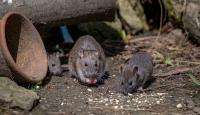 Boston is building a rat 'dictionary' with AI to predict where pests strike next