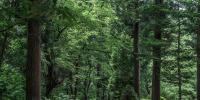 Japanese Cypress Root Oil May Help Improve Sleep