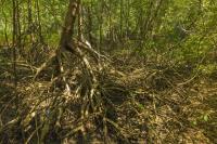 Costa Rica’s Playa Sámara Residents Push to Restore Long-Damaged Mangrove