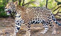 Camera Traps Track Jaguars in Costa Rica’s Tortuguero