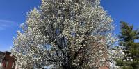 ‘Bradford Pear Bounty’ initiative aims to restore native plants across Kentucky