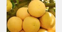 Florida grapefruit sees Brix jump in 2026-2027 crop