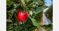 Pacific Northwest apple growers await long-delayed access to Australia