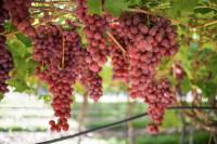 South Africa’s table grape supply outpaces global demand