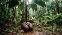Can One Single Seed Really Weigh Over 20 Kg? know Strange Story Of Coco de Mer