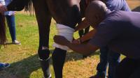 Compelling new documentary series shines light on equine welfare efforts in South Africa
