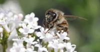 ‘Government clearly not listening’: Nature groups criticise lack of budget funding