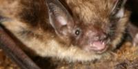 Gardening for Bats Program at Giant City State Park set for Oct. 14